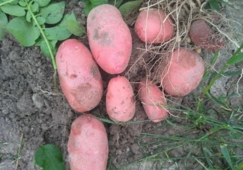 Когда копать картофель: советы главного агронома